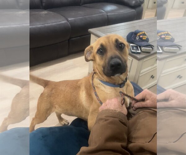 Medium Photo #4 Black Mouth Cur-Boxer Mix Puppy For Sale in Slidell, LA, USA