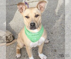 Mutt Dogs for adoption in Washington, DC, USA