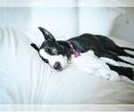 Small #5 American Staffordshire Terrier-Huskies  Mix