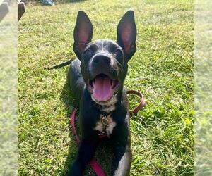 Labrador Retriever-Unknown Mix Dogs for adoption in Dedham, MA, USA