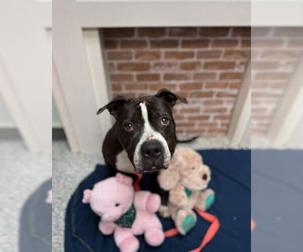 Medium Photo #23 American Staffordshire Terrier-Unknown Mix Puppy For Sale in Sayreville, NJ, NJ, USA