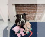 Small #22 American Staffordshire Terrier Mix