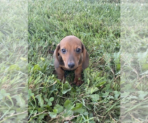Medium Photo #4 Dachshund Puppy For Sale in CANOGA, NY, USA