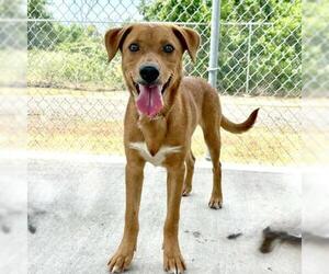 Labrador Retriever-Unknown Mix Dogs for adoption in Conroe, TX, USA