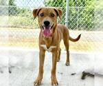 Small Labrador Retriever Mix