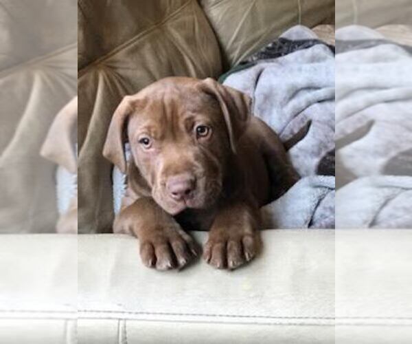 Medium Photo #12 American Bully-Labrador Retriever Mix Puppy For Sale in BLAINE, WA, USA