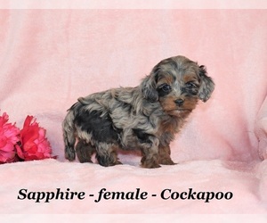 Cockapoo Dog for Adoption in CLARKRANGE, Tennessee USA
