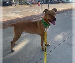 American Pit Bull Terrier-Unknown Mix Dogs for adoption in Denver, CO, USA