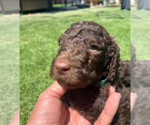 Medium Photo #4 Labradoodle mix (+ Poodle Standard) Puppy For Sale in CHULA VISTA, CA, USA