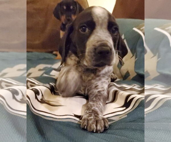 Medium Photo #3 Beagle-Spaniel Mix Puppy For Sale in Pottstown, PA, USA