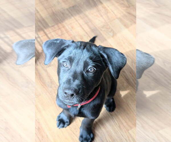 Medium Photo #2 Labrador Retriever-Unknown Mix Puppy For Sale in SHERBURNE, NY, USA