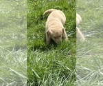 Small Photo #8 English Cream Golden Retriever-Golden Labrador Mix Puppy For Sale in LAGRANGE, OH, USA