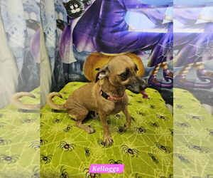Kelloggs - Female Rat Terrier-Unknown Mix Dog for Adoption - Photo #2