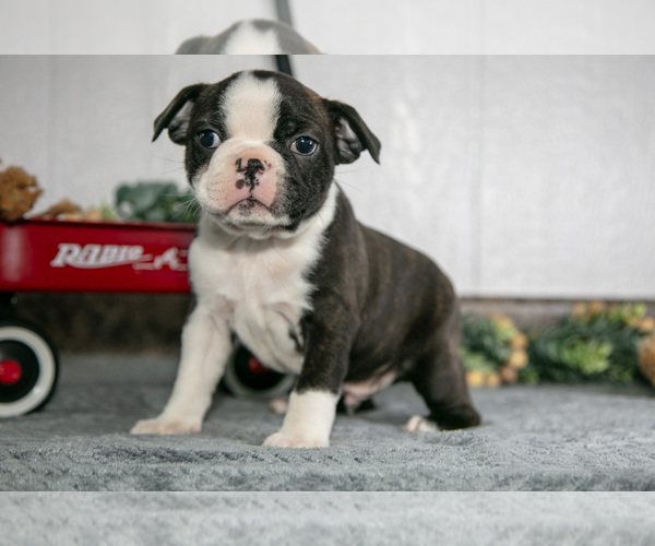 Medium Photo #6 Boston Terrier Puppy For Sale in BEACH CITY, OH, USA