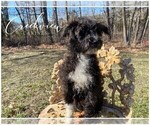 Small #5 Schnoodle (Miniature)