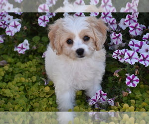 Cavachon Puppy for sale in ELDORADO, OH, USA