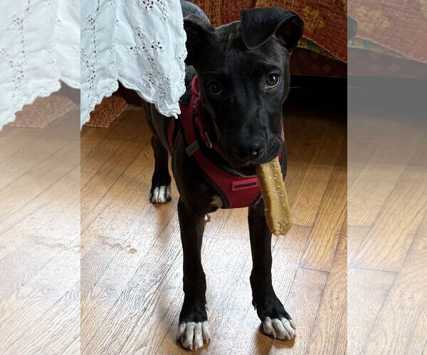 Medium Photo #2 Bulldog-Unknown Mix Puppy For Sale in Tarrytown, GA, USA