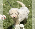 Small Mutt