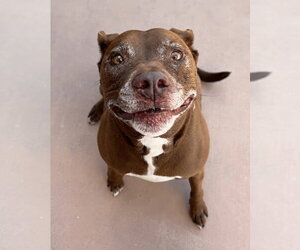 Lucy Ann - Adopt Me! - Female American Staffordshire Terrier-Labrador Retriever Mix Dog for Adoption - Photo #46