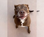 Small #45 American Staffordshire Terrier-Labrador Retriever Mix