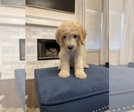Small Photo #3 Goldendoodle Puppy For Sale in CORPUS CHRISTI, TX, USA