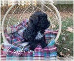 Small Photo #11 Schnoodle (Miniature) Puppy For Sale in NIANGUA, MO, USA