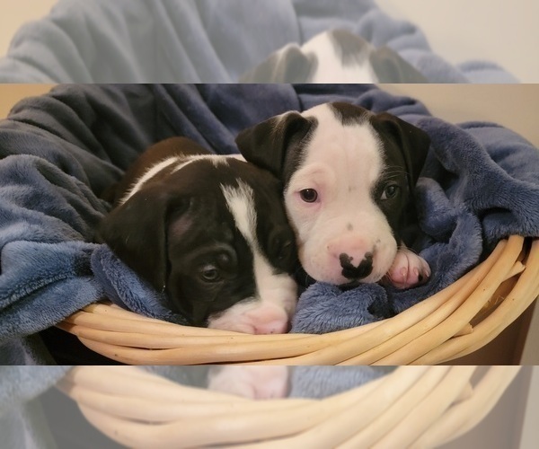 Medium Photo #46 American Bulldog Puppy For Sale in MARYVILLE, MO, USA
