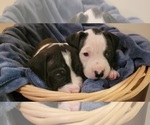 Small Photo #46 American Bulldog Puppy For Sale in MARYVILLE, MO, USA