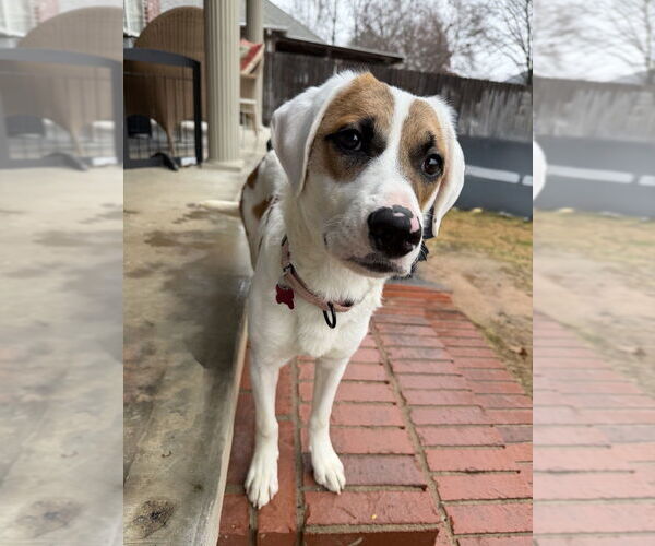 Medium Photo #17 Mutt Puppy For Sale in Boston, MA, USA