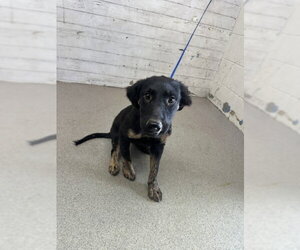 German Shepherd Dog-Unknown Mix Dogs for adoption in San Bernardino, CA, USA