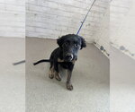 Small German Shepherd Dog Mix