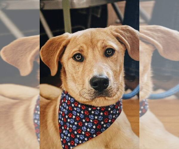 Medium Photo #3 Mountain Cur-Unknown Mix Puppy For Sale in Boston, MA, USA