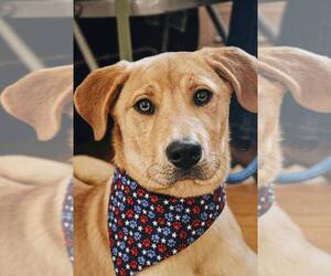 Livie-Lucy Ball - Female Mountain Cur-Unknown Mix Dog for Adoption - Photo #3