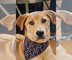 Small #2 Mountain Cur Mix
