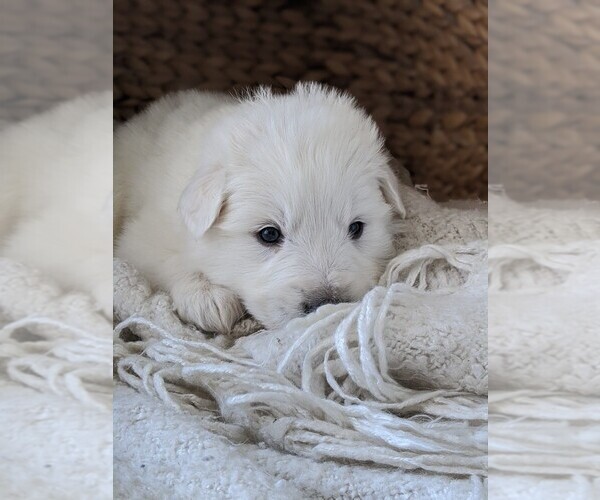 Medium Photo #39 Great Pyrenees Puppy For Sale in FALCON, CO, USA