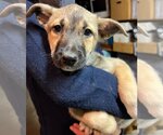 Small #15 Australian Kelpie Mix