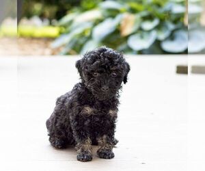 Poodle (Miniature) Puppy for sale in LEOLA, PA, USA