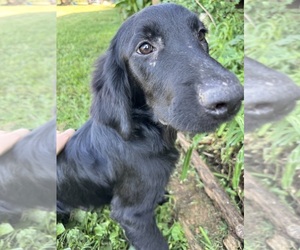Flat Coated Retriever-Golden Retriever Mix Dog for Adoption in EVA, Alabama USA