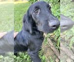 Small Flat Coated Retriever-Golden Retriever Mix