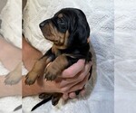 Small Photo #21 Black and Tan Coonhound-Bluetick Coonhound Mix Puppy For Sale in OAK HILLS, CA, USA