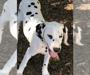 Dalmatian Puppy for sale in BROOKSVILLE, FL, USA