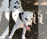 Small Photo #1 Dalmatian Puppy For Sale in BROOKSVILLE, FL, USA