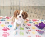 Small #10 Cavalier King Charles Spaniel