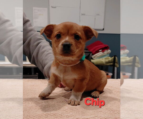 Medium Photo #1 Mutt Puppy For Sale in South Bend, IN, USA