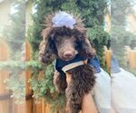 Small Photo #20 Poodle (Toy) Puppy For Sale in PALO ALTO, CA, USA