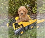 Small #1 Cockapoo