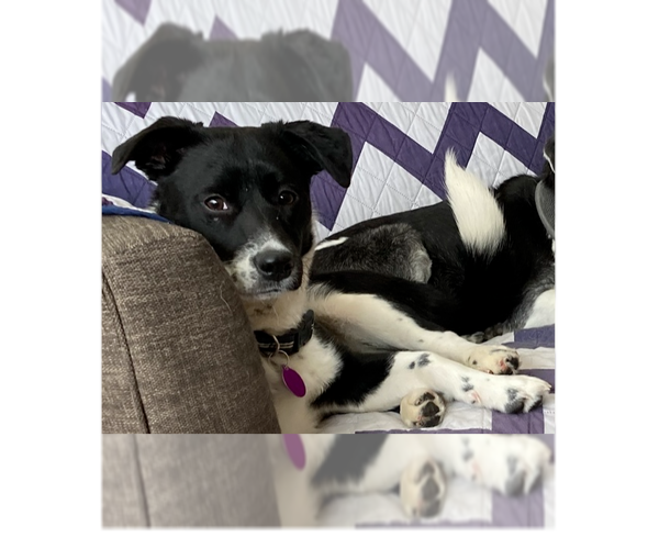 Medium Photo #9 Retriever -Unknown Mix Puppy For Sale in Greenbelt, MD, USA