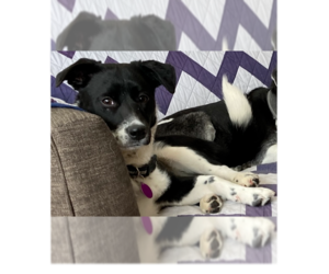 Minnie - Female Retriever -Unknown Mix Dog for Adoption - Photo #9