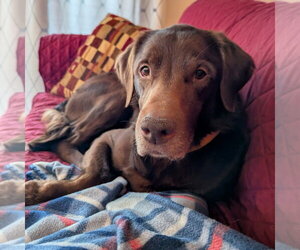 Brittany-Chocolate Labrador retriever Mix Dogs for adoption in Minneapolis, MN, USA
