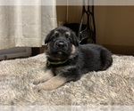Small Photo #7 German Shepherd Dog Puppy For Sale in FLORENCE, OR, USA
